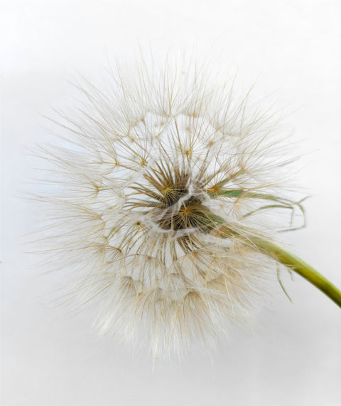 Dandelion Postbiome Technology: The Future of Skincare for a Balanced & Radiant Complexion